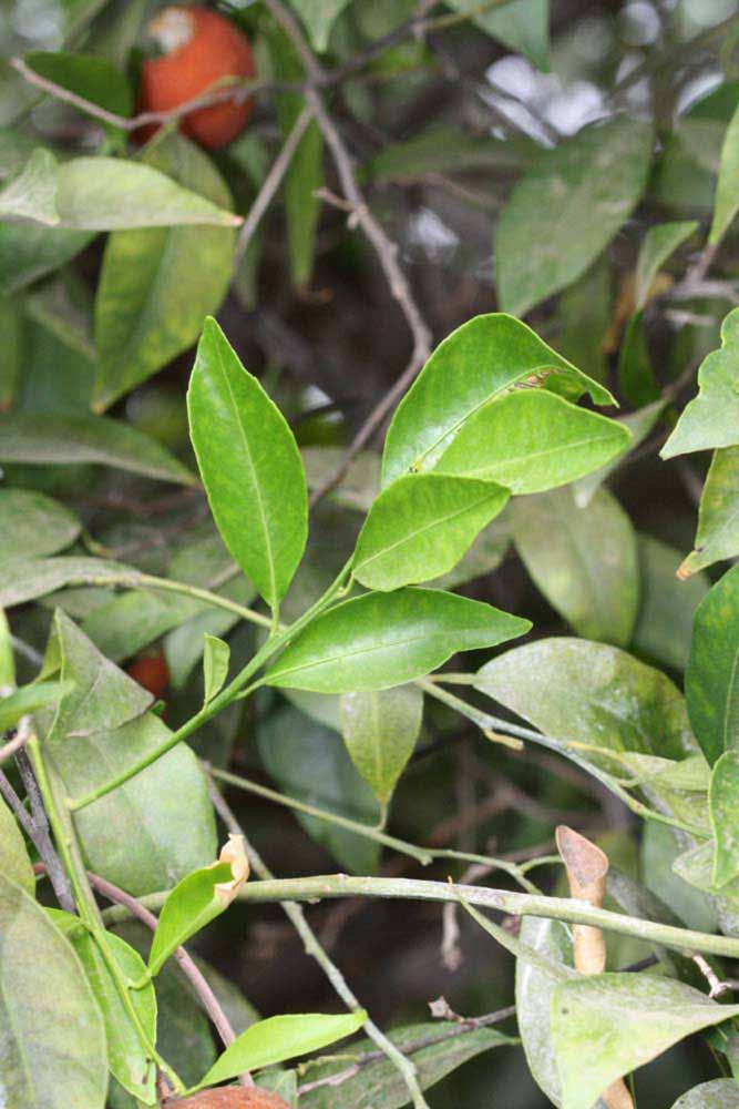              Sun leaves (Riverside, CA)       
